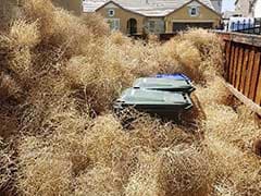 'A Nasty Nightmare': These US States Have A Prickly Tumbleweed Problem