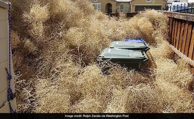 A Nasty Nightmare': Utah And California Have A Prickly Tumbleweed Problem