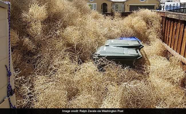 'A Nasty Nightmare': These US States Have A Prickly Tumbleweed Problem