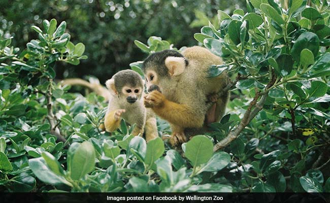 Monkeys Fight Thieves Trying To Steal Them From Zoo, Emerge Victorious