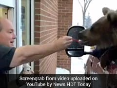 Zoo Took Bear Out For Ice Cream, Filmed It. Now, They're In Trouble