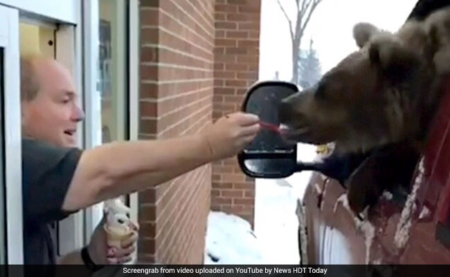 Zoo Took Bear Out For Ice Cream, Filmed It. Now, They're In Trouble