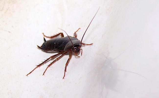 Dead Cockroach Found In Sambar At Ahmedabad 5-Star Hotel
