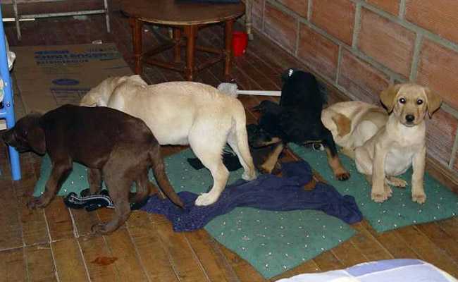 Columbian Vet Who Smuggled Heroin In Dogs Extradited To The US