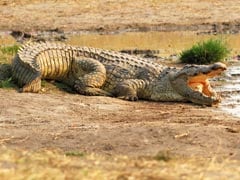 Crocodile Mauls Indonesian To Death In Malaysia, Nephew Spots Victim