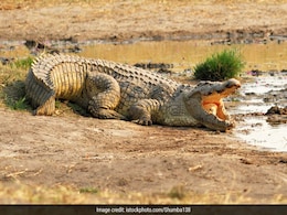 Crocodile Mauls Indonesian To Death In Malaysia, Nephew Spots Victim Crocodile Mauls Indonesian To Death In Malaysia, Nephew Spots Victim