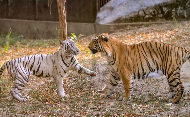 delhi zoo white tiger royal bengal tiger pti