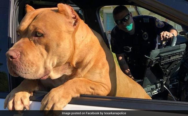 Cop Gets Call About 'Vicious Dog'. This Is What He Found