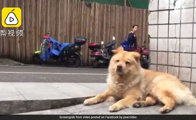 Loyal Dog Waits At Station Daily For His Human. Internet Loves Him For It