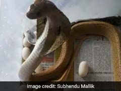 Odisha Family Finds Venomous Cobra At Home. Then It Started Laying Eggs