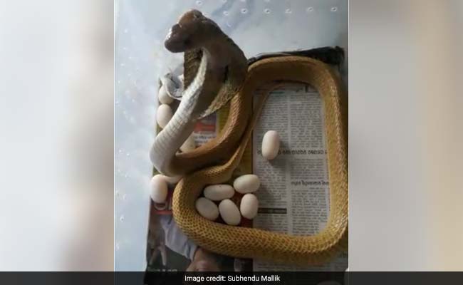 Odisha Family Finds Venomous Cobra At Home. Then It Started Laying Eggs