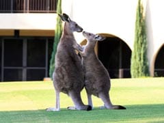 Please Stop Feeding The Kangaroos - Or Risk Getting Mauled, Australian Officials Warn Tourists