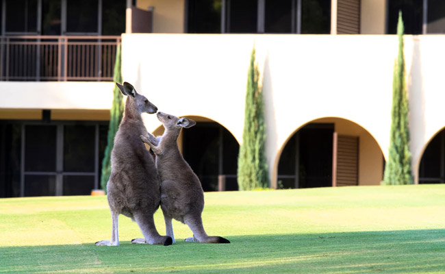 Please Stop Feeding The Kangaroos - Or Risk Getting Mauled, Australian Officials Warn Tourists