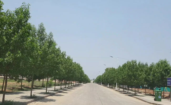 A Telangana 'Hospital' That Gives Dying Trees A Second Life