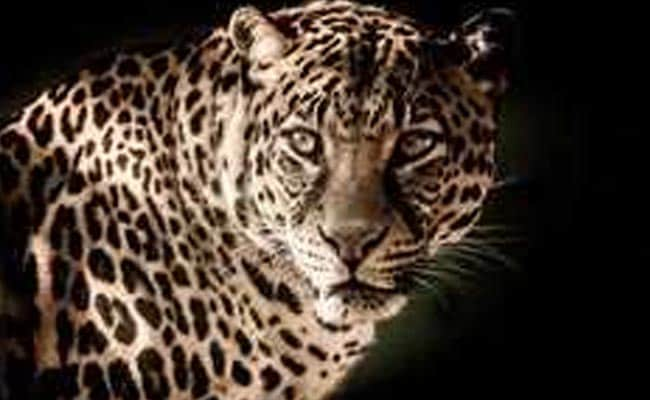 Man-Eating Leopard Claims 21st Victim Near Uttarakhand's Rajaji Reserve