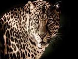 Leopard Suffers Critical Injuries In An Attack By Cows, Dies Leopard Suffers Critical Injuries In An Attack By Cows, Dies