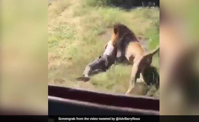 Lion Attacks Man Who Walked Into Its Enclosure. Horror Caught On Camera