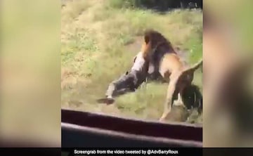 Lion Attacks Man Who Walked Into Its Enclosure. Horror Caught On Camera