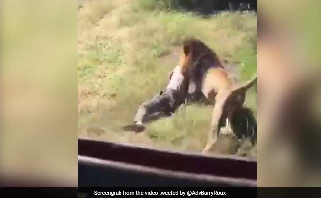 VIRAL: शेर के पास पहुंचा शख्स, देखा तो ले गया झाड़ियों के पीछे और...