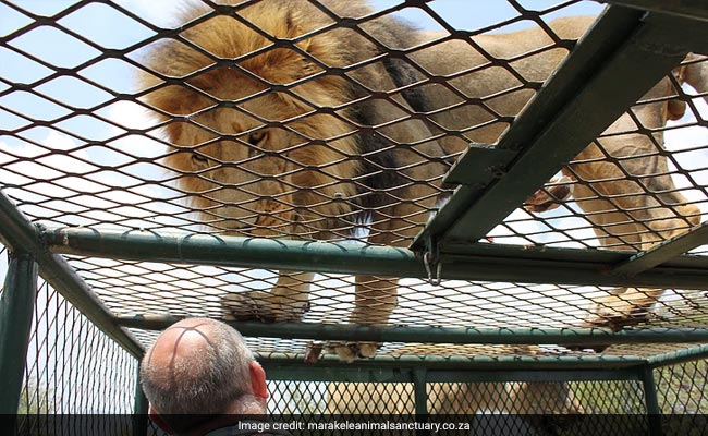 He Bottle-Fed A Lion Cub. Ten Years Later, It Attacked Him And Was Shot Dead.