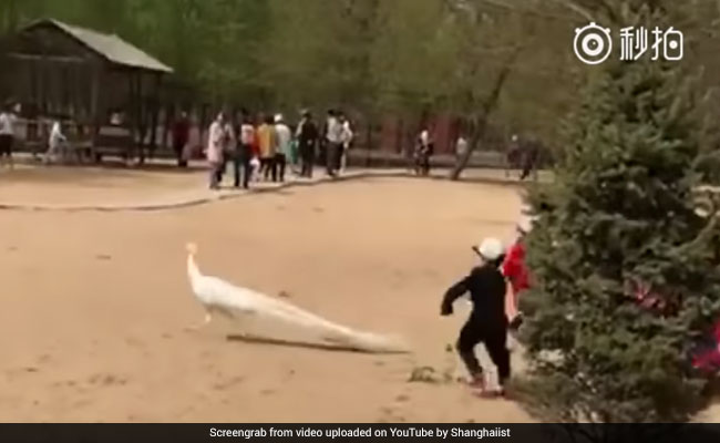 Children Chase Peacock, Rip Out Its Feathers. Parents Simply Watch