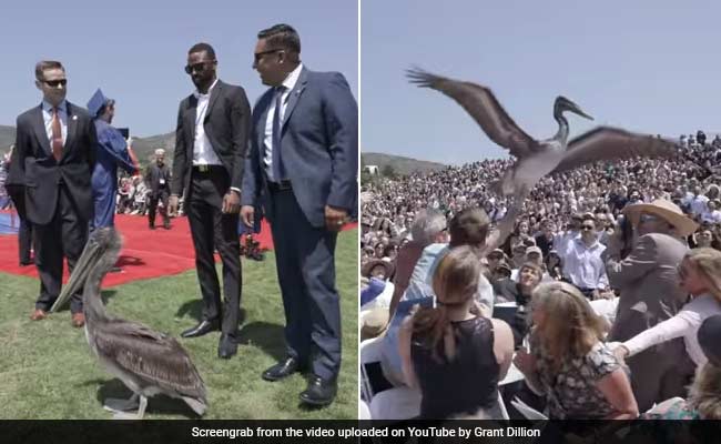Bird Disrupts Graduation Ceremony, Security Guards Escort It Out. Watch