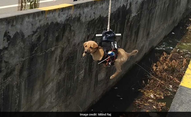 Lucknow Man Saw Puppy Trapped In Drain, Says He Used Drone To Save It