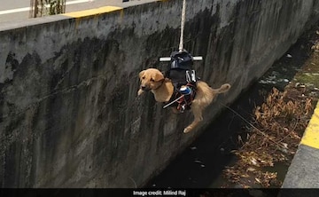 Lucknow Saw Puppy Trapped Says He Used Drone To Save