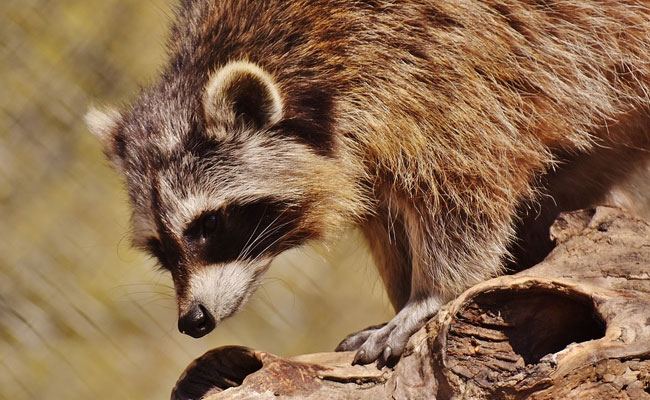 Flight Delayed By Seven Hours. A Raccoon Was To Blame