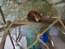 Rescued Red Pandas "Jackie Chan" And "Bruce Lee" Find A Happy New Home Rescued Red Pandas "Jackie Chan" And "Bruce Lee" Find A Happy New Home