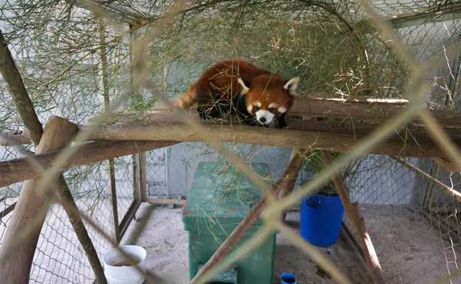 Rescued Red Pandas "Jackie Chan" And "Bruce Lee" Find A Happy New Home