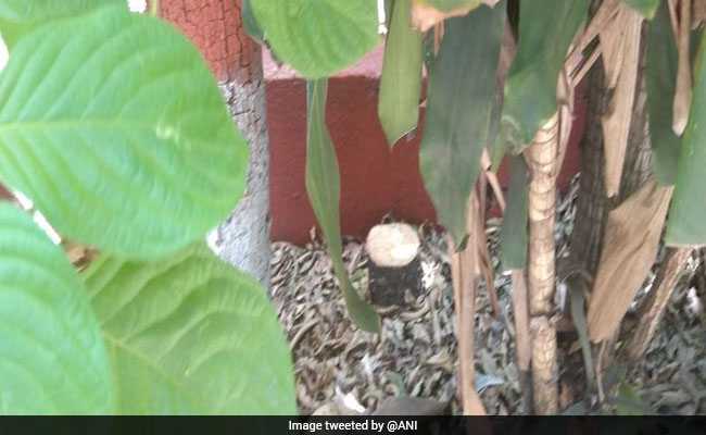 Unusual Security for 1,000 Sandalwood Saplings To Be Planted In Delhi