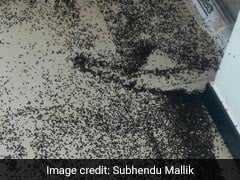 Bhubaneswar Residents Fight "Crores And Crores" Of Stink Bugs. Watch If You Dare