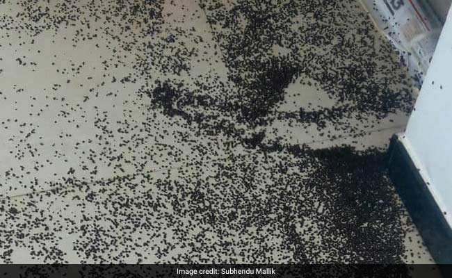 Bhubaneswar Residents Fight "Crores And Crores" Of Stink Bugs. Watch If You Dare