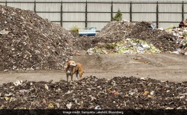 Stray Dogs Are Killing Children In India, Scientists Want To Find Out Why