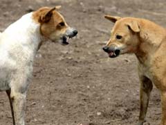 महाराष्‍ट्र में तीन साल के मासूम को आवारा कुत्तों ने नोंच नोंच कर मार डाला