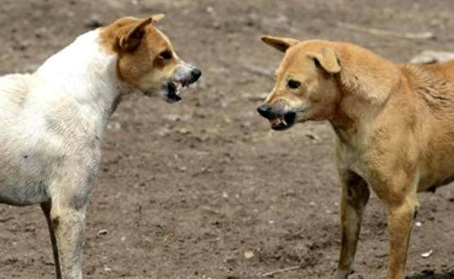 2-Year-Old Girl Attacked By Stray Dogs In Hyderabad, Dies, Sister Injured