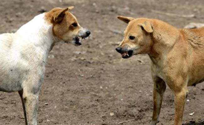 हैदराबाद : 2 साल की बच्ची पर आवारा कुत्तों ने किया हमला, मौत