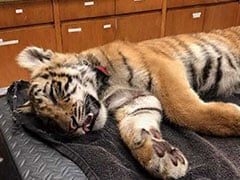 Federal Agents Peered Into A Duffel Bag On The Mexico Border. They Found A Tiger Cub.