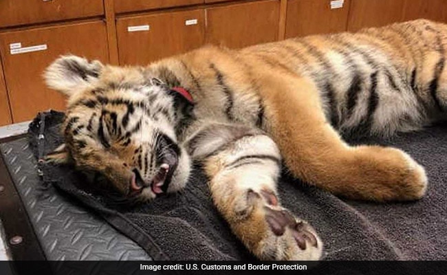 Federal Agents Peered Into A Duffel Bag On The Mexico Border. They Found A Tiger Cub.