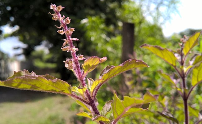 tulsi