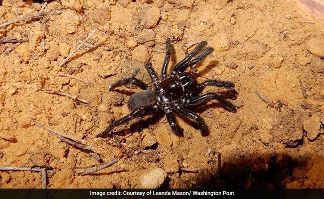 The Extraordinary Life And Death Of The World's Oldest Known Spider
