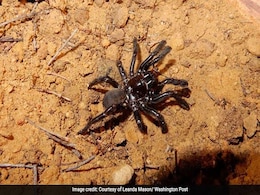 The Extraordinary Life And Death Of The World's Oldest Known Spider The Extraordinary Life And Death Of The World's Oldest Known Spider