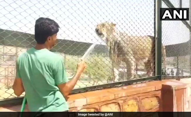 Animals Beat The Heat With Coolers, Sprinklers At National Parks