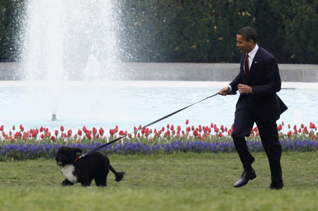 Barack Obama's Family Dog Bo, A Star Of The White House, Dies