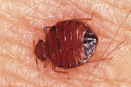 Summit to address bed bug outbreak