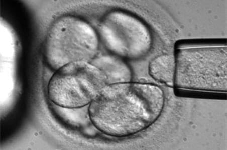 The triumph of the embryo