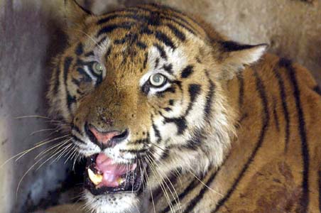 Royal Bengal Tigers spotted in Doaars, after 20 years