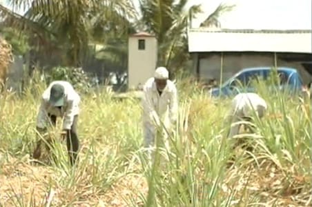 Maharashtra's sugar politics on its way to change Maharashtra's sugar politics on its way to change