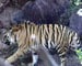 Environment ministry meets over rise in tiger deaths